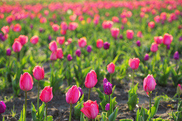 Field with fresh beautiful tulips, space for text. Blooming spring flowers