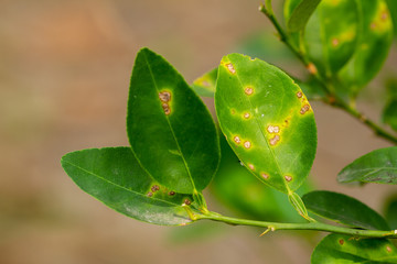 Download Citrus Canker Photos Royalty Free Images Graphics Vectors For Android Free Get Wallpaper Citrus Canker Photos Royalty Free Images Graphics Vectors HD
