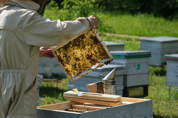 Man holding a honeycomb full of bees. Beekeeper in protective workwear inspecting frame at apiary.