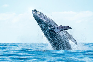 humpback whale breaching in cabo san lucas - obrazy, fototapety, plakaty
