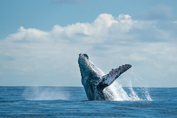 humpback whale breaching in cabo san lucas © Andrea Izzotti