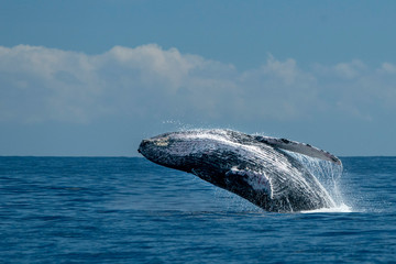 humpback whale breaching in cabo san lucas © Andrea Izzotti