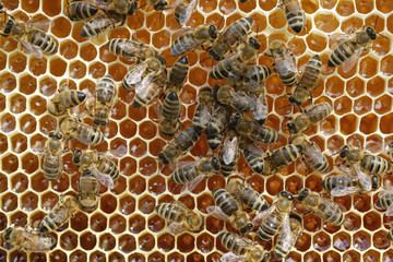 Bees on a honeycomb with fresh honey.
