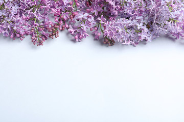 Blossoming lilac on light background. Spring flowers