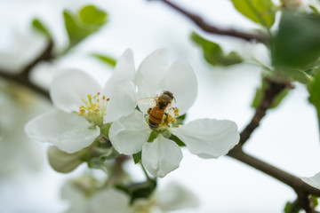 Honey bee pollinating apple blossom in spring garden