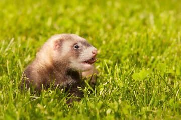 Ferret baby old about five weeks relaxing on summer grass