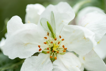 Common green lacewing on apple tree flower, beneficial predator of aphids