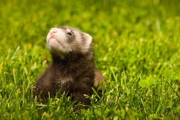 Ferret baby old about five weeks relaxing on summer grass