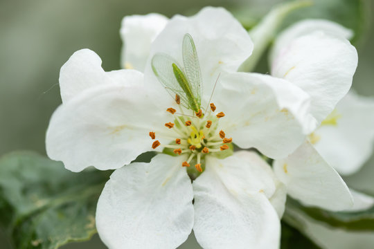 Common green lacewing on apple tree flower, beneficial predator of aphids