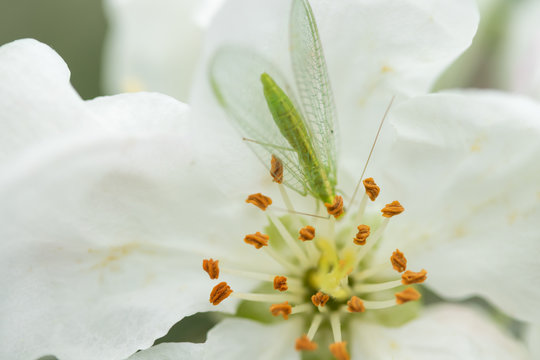 Common green lacewing on apple tree flower, beneficial predator of aphids