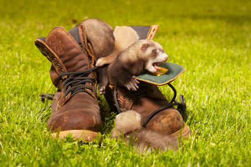 Ferret babies old about five weeks relaxing in leather shoes
