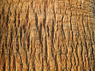 Texture of palm tree bark close-up.