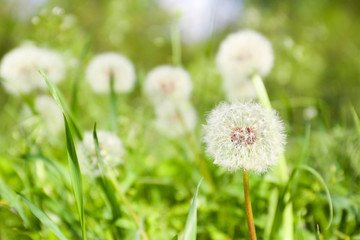 Closeup view of dandelion on green meadow, space for text. Allergy trigger