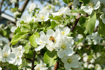 Honey bee pollinating apple blossom in spring garden