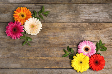 Flat lay composition with beautiful bright gerbera flowers on wooden background, top view. Space for text