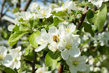 Honey bee pollinating apple blossom in spring garden