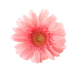 Beautiful bright gerbera flower on white background, top view