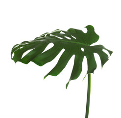 Green fresh monstera leaf isolated on white. Tropical plant © New Africa