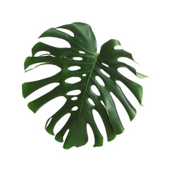 Green fresh monstera leaf isolated on white. Tropical plant © New Africa