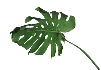 Green fresh monstera leaf isolated on white. Tropical plant © New Africa