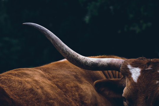 Texas longhorn cow on farm, shows detail in horn close up.