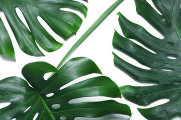Fototapeta na wymiar Green fresh monstera leaves on white background, top view. Tropical plant