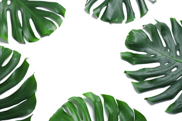 Green fresh monstera leaves on white background, top view. Tropical plant