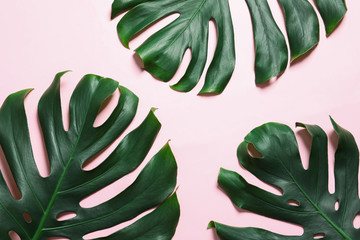 Green fresh monstera leaves on color background, flat lay. Tropical plant
