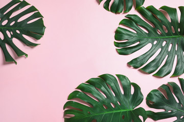 Green fresh monstera leaves on color background, flat lay with space for text. Tropical plant