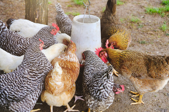 Group Of Hen Chickens Eating From Feeder On Poultry Bird Farm.