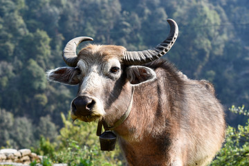 Cows in Nepal