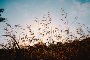 Natural Texas field landscape during spring sunrise.
