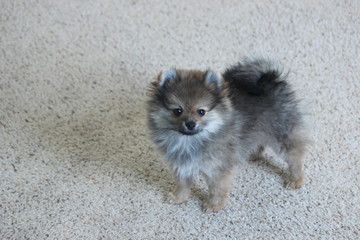 pomeranian puppy on carpet