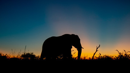 elephant at sunset 