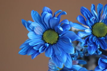 blue flowers on brown background