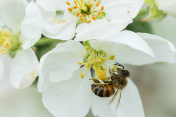 Honey bee pollinating apple blossom in spring garden