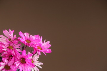 pink flowers on dark background with space for text