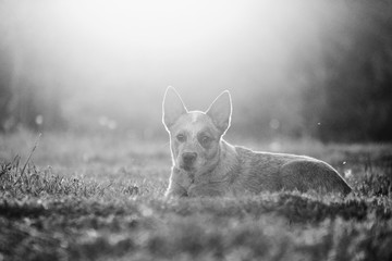 Heeler cattle dog in black and white shows close up portrait of puppy at sunset.