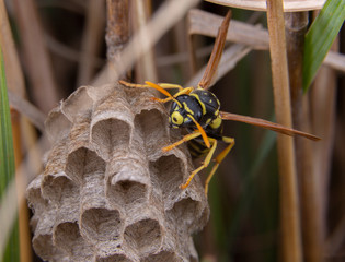 Polistes galicus bischoffi wasp hornet taking care of nest