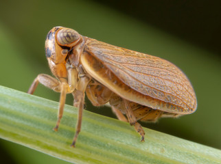 Muslsantereum maculifrons wasp grasshopper posing on green leaf