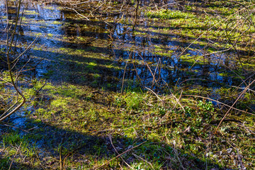 Swamp in the forest on early spring