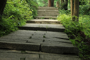 dramatic pathway in forest