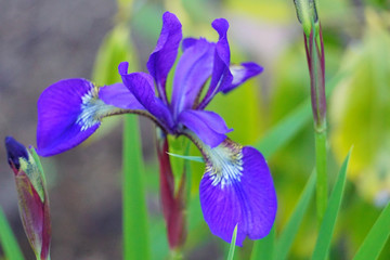 Blume Spanische Ires Makro