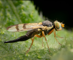 Urophora stylata female posing on green leaf