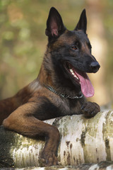 The portrait of a young Belgian Shepherd dog Malinois lying down on a birch tree in a forest