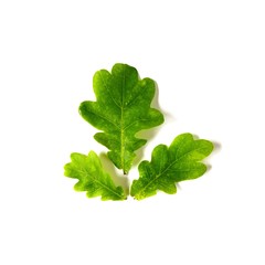 Oak leaves isolated on white background.