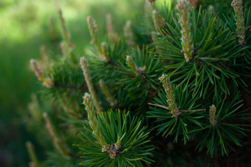 Closeup photo of green needle pine tree with vintage photo effect of picture. Small pine cones at the end of branches. Blurred background
