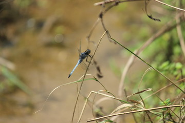 Dragonfly on branch