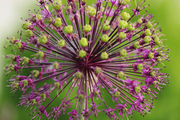 allium flower on green background