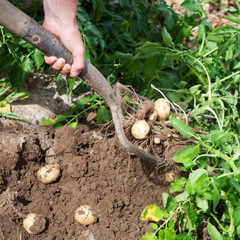 Freshly Dug New Potatoes